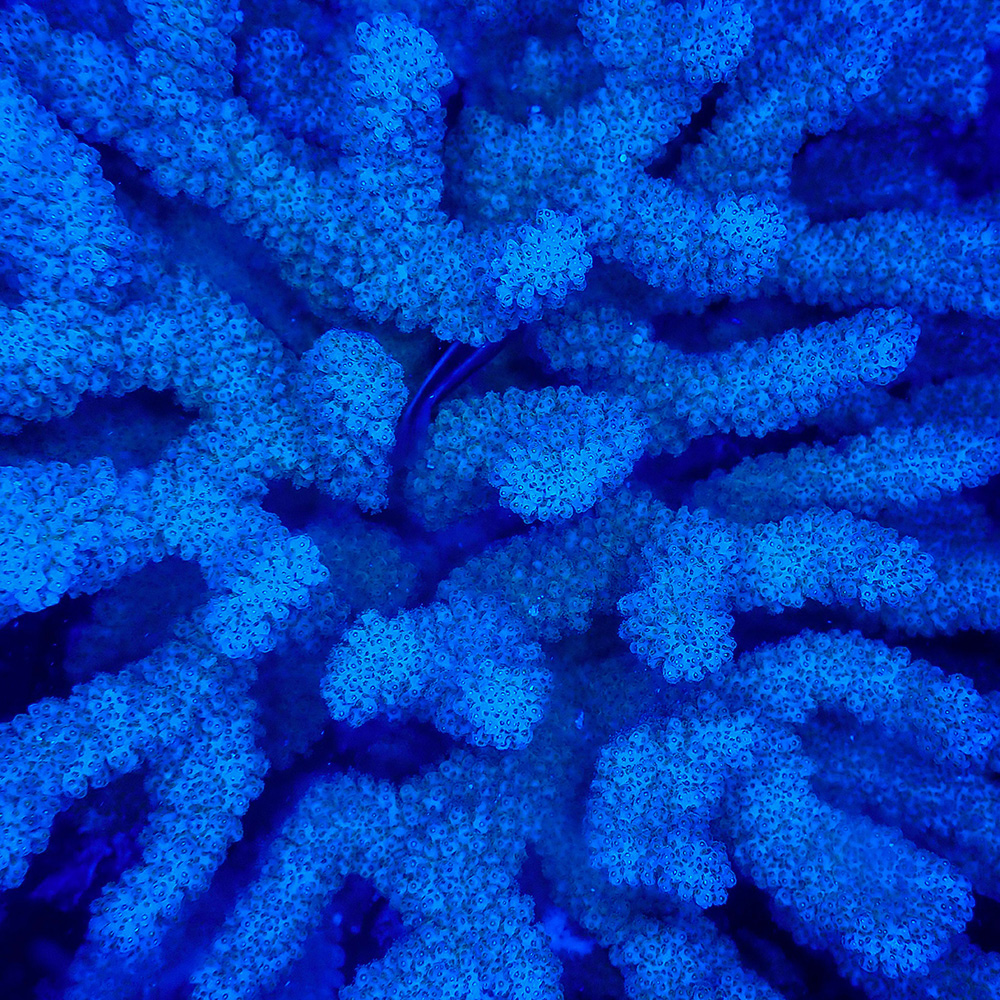 CORAL